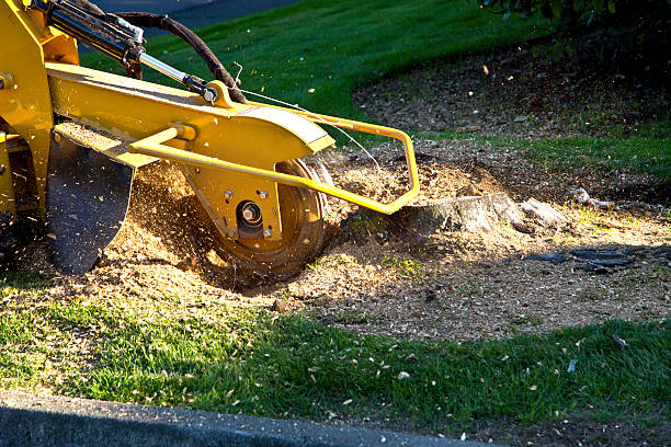 Reliable Troutdale, OR Tree Removal Solutions